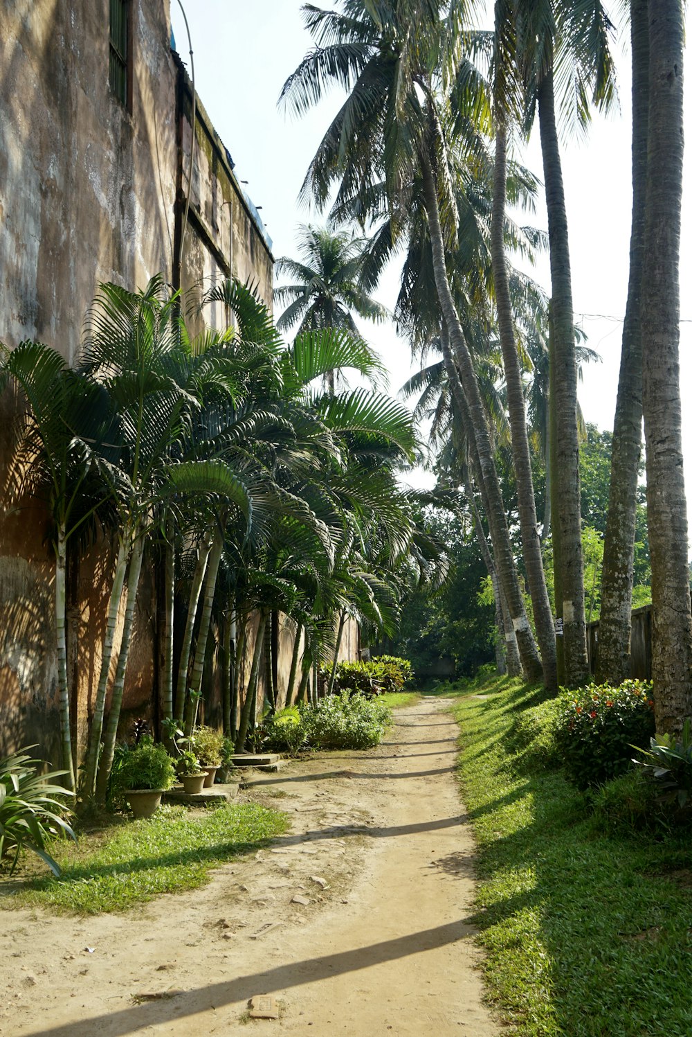 a dirt road surrounded by palm trees next to a building