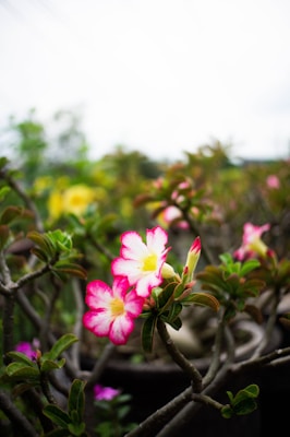 A vibrant close-up of pink and white desert rose flowers with green leaves. The soft focus in the background highlights more foliage and flowers, creating a lush garden atmosphere.