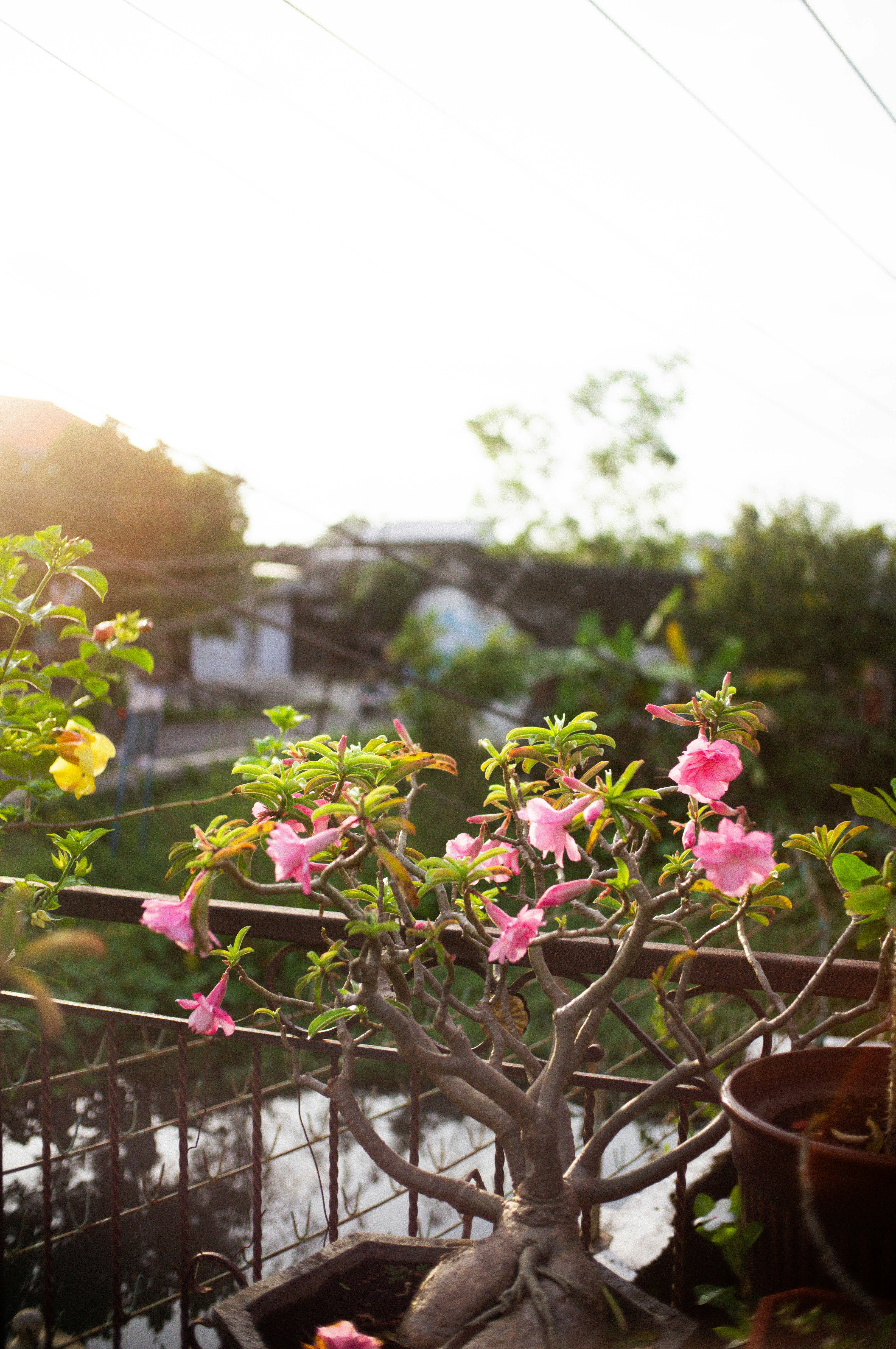Cost Breakdown: Hand-Pollination Supplies and Equipment