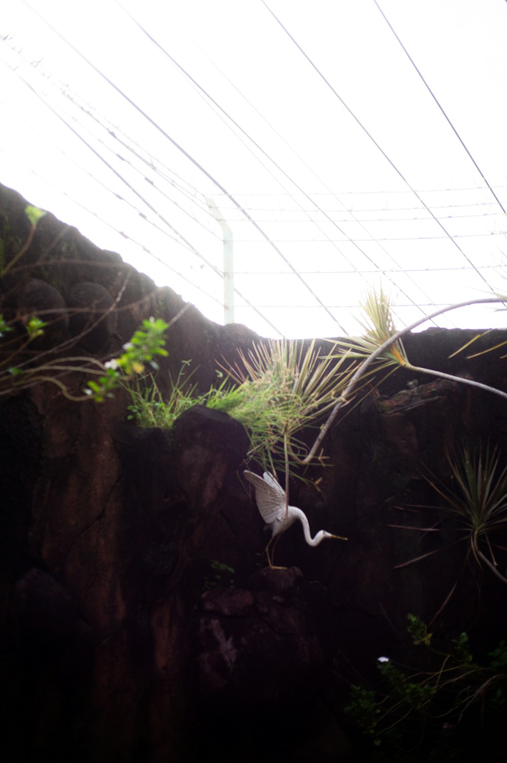 a white bird flying over a lush green forest