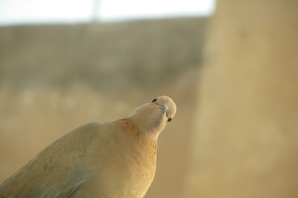 a close up of a bird with a blurry background