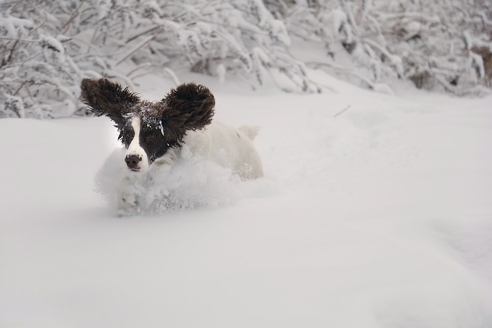 a black and white dog running through the snow