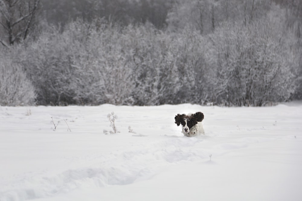 a black and white dog running in the snow