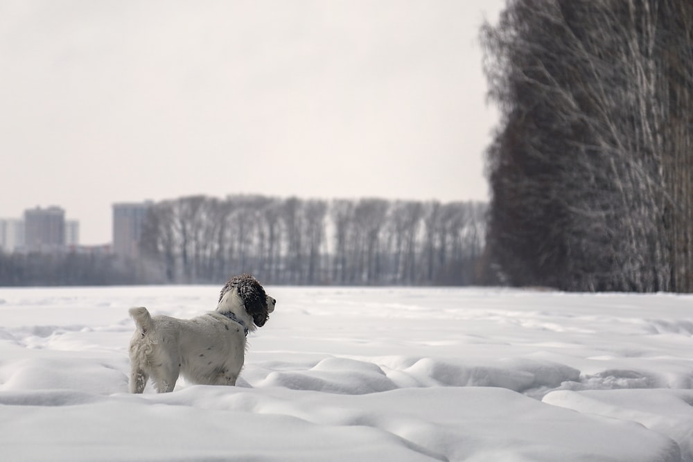 a small white dog standing in the snow