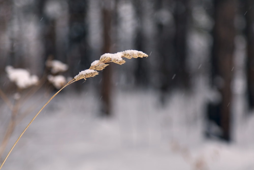 a close up of a plant with snow on it