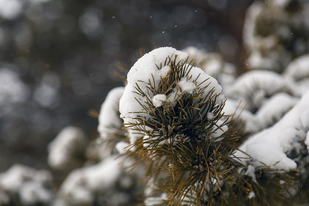 a close up of a pine tree covered in snow