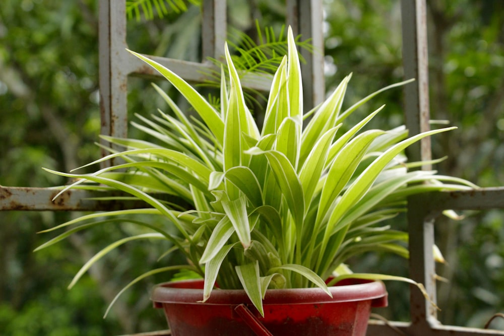 a potted plant sitting on top of a wooden table