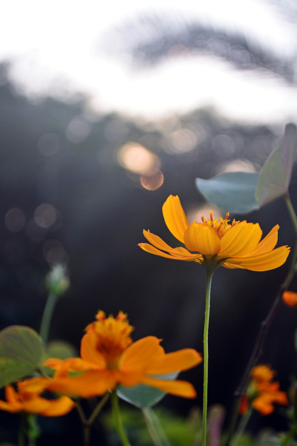 a close up of a yellow flower with a blurry background