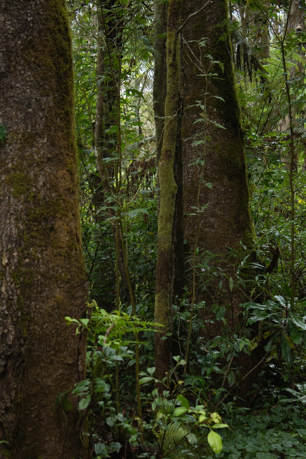 a large tree in the middle of a forest