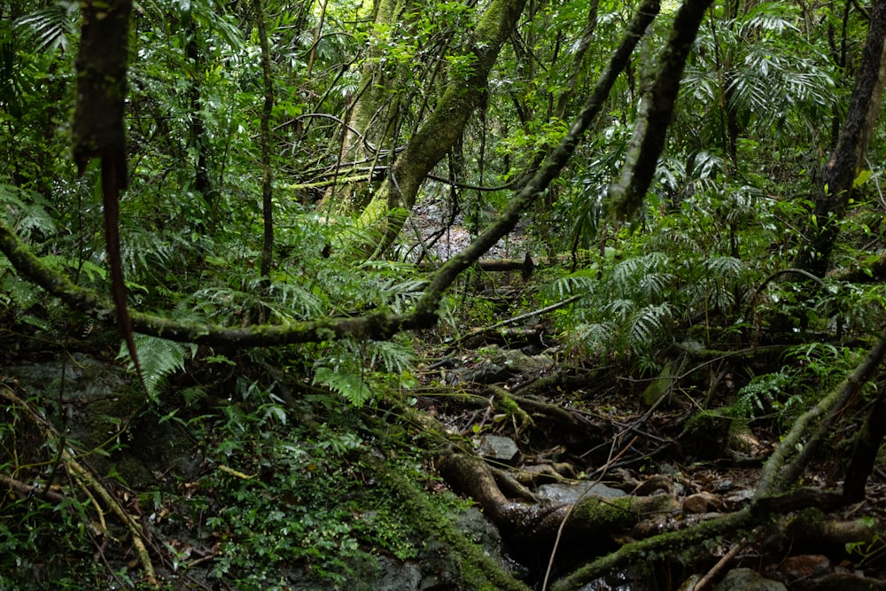 a small stream running through a lush green forest