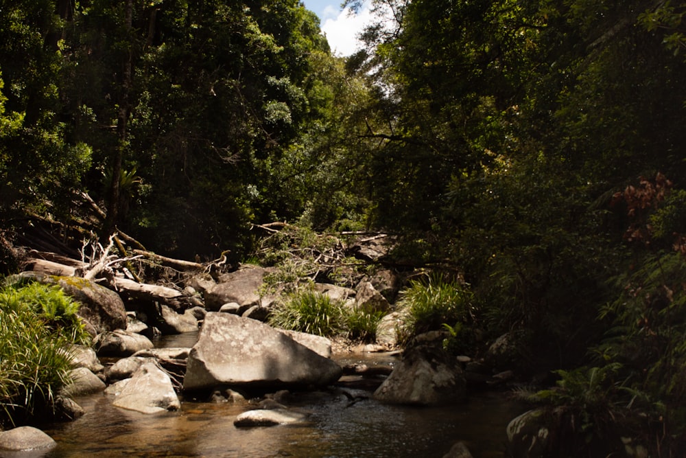 um riacho que atravessa uma floresta verde exuberante