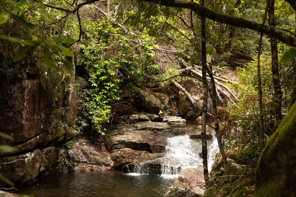 a stream running through a lush green forest