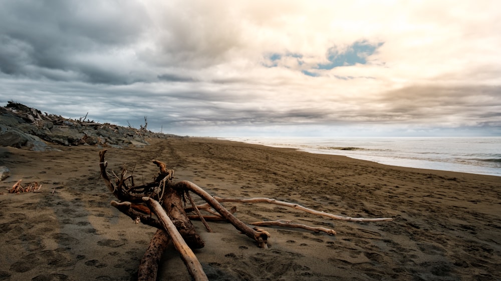 Ein Treibholz an einem Strand mit einem bewölkten Himmel im Hintergrund