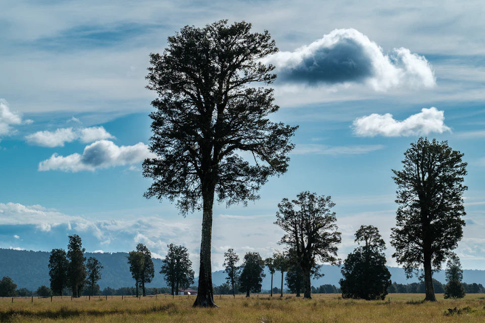 The image depicts a serene landscape with a group of trees standing tall against a clear blue sky dotted with fluffy white clouds. The trees, varying in height and spread out across the scene, create a sense of depth and dimension. In the foreground, there is a large tree that stands out due to its size and prominence within the image. The background features more trees, adding to the overall sense of tranquility and natural beauty of the scene.