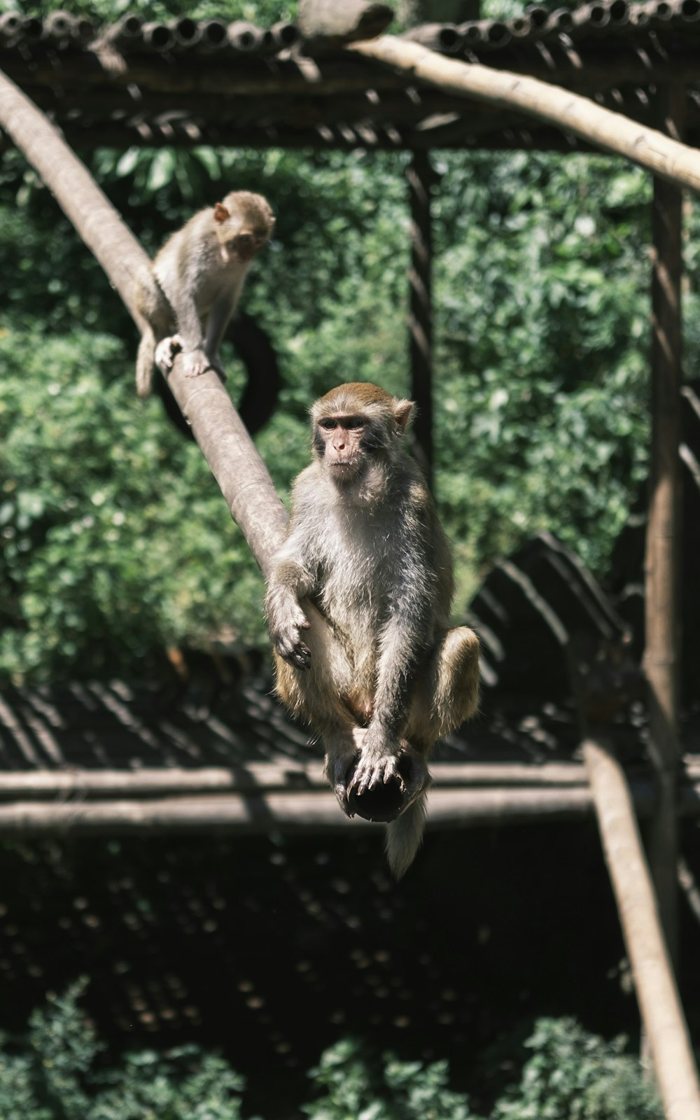 a monkey sitting on a tree branch in a zoo