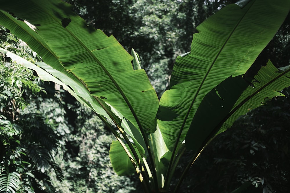 a banana tree in the middle of a forest