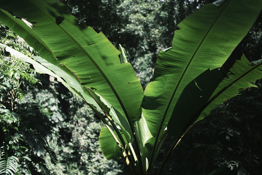 uma bananeira no meio de uma floresta