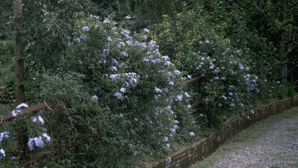 una cerca con un ramo de flores creciendo en ella