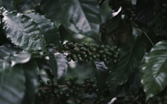A close-up view of dark green leaves and clusters of small, unripe coffee beans on a branch. The leaves are glossy and appear to have water droplets on their surface.