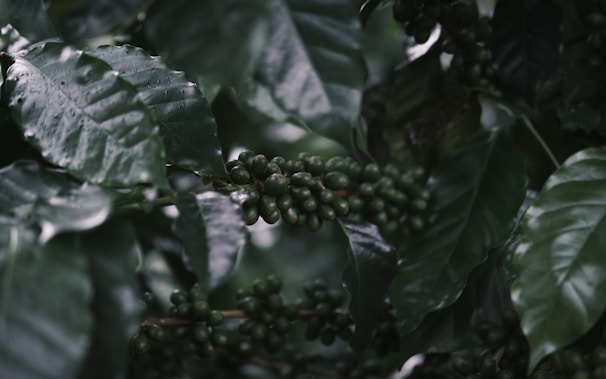 A close-up view of dark green leaves and clusters of small, unripe coffee beans on a branch. The leaves are glossy and appear to have water droplets on their surface.
