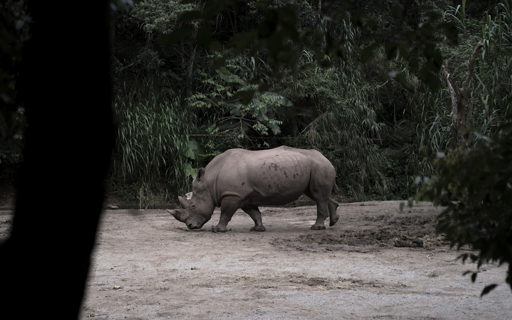 a rhinoceros standing in a dirt field next to trees