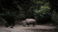A vibrant photograph of a critically endangered Javan rhino wading through a misty forest.