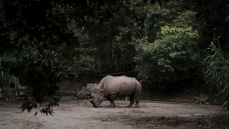 A vibrant photograph of a critically endangered Javan rhino wading through a misty forest.