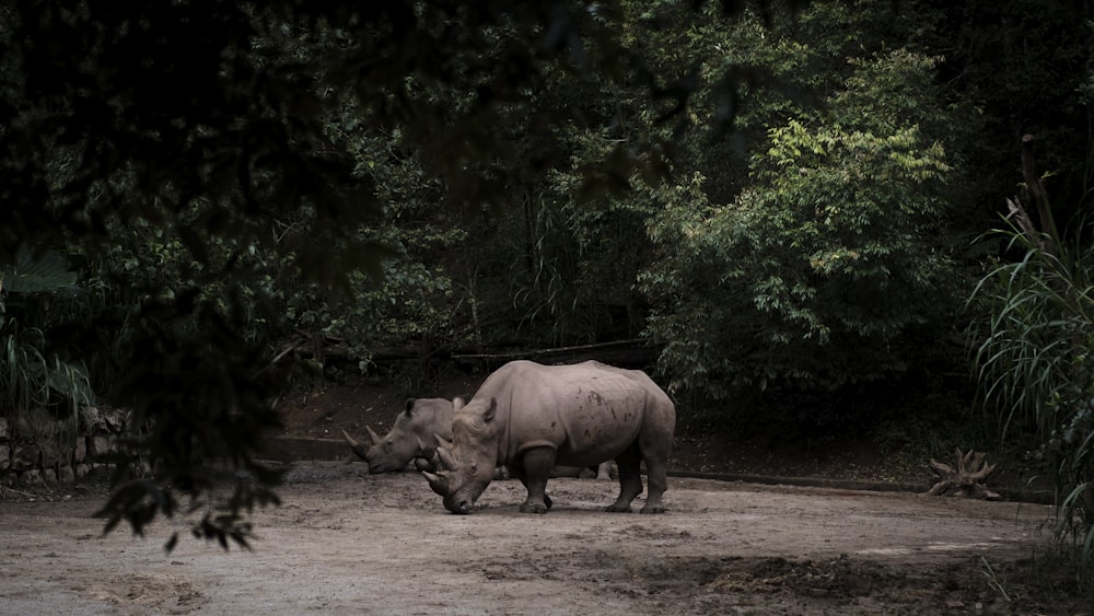 a rhino standing in a dirt field next to trees
