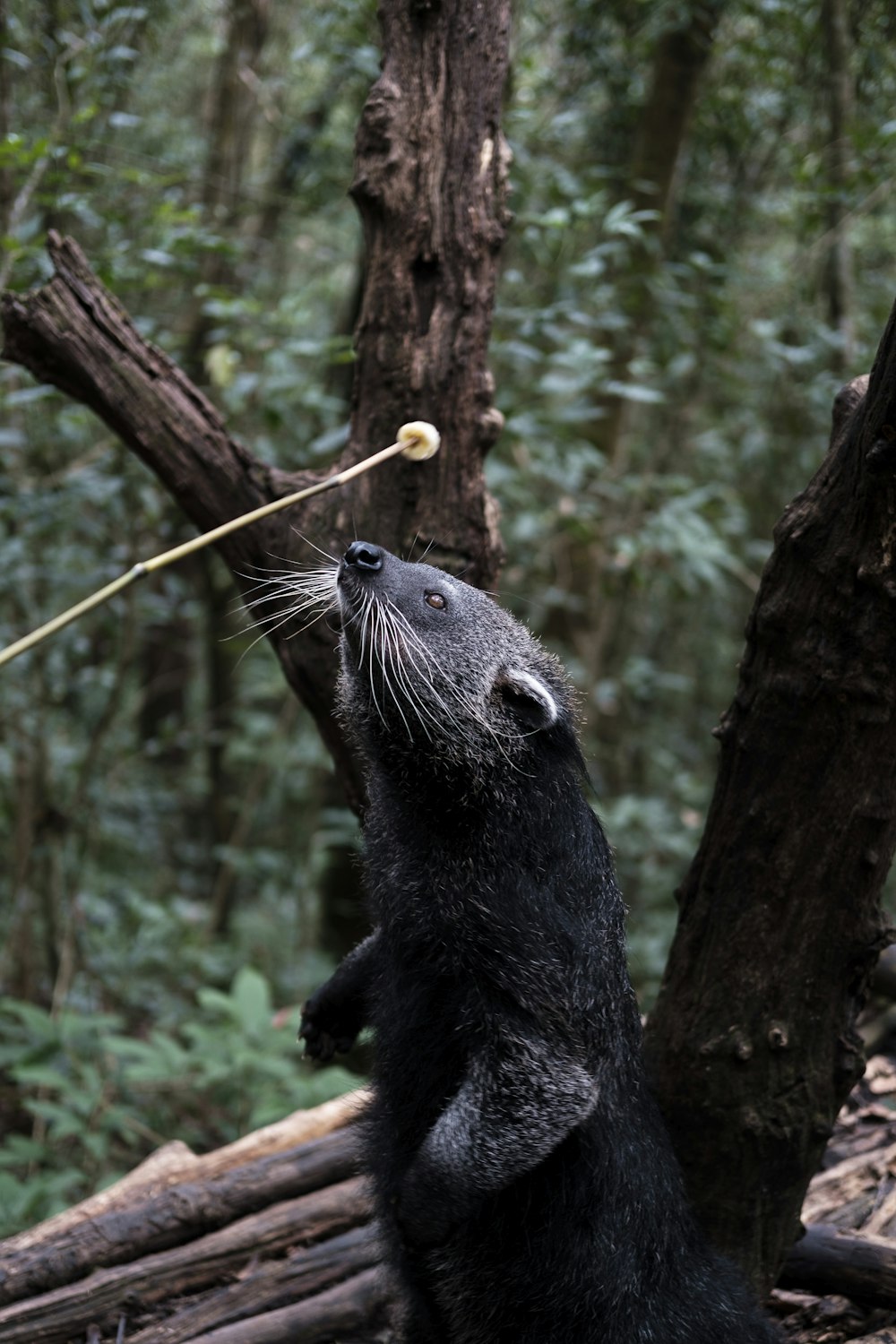 a black animal standing on its hind legs with a stick in it's mouth