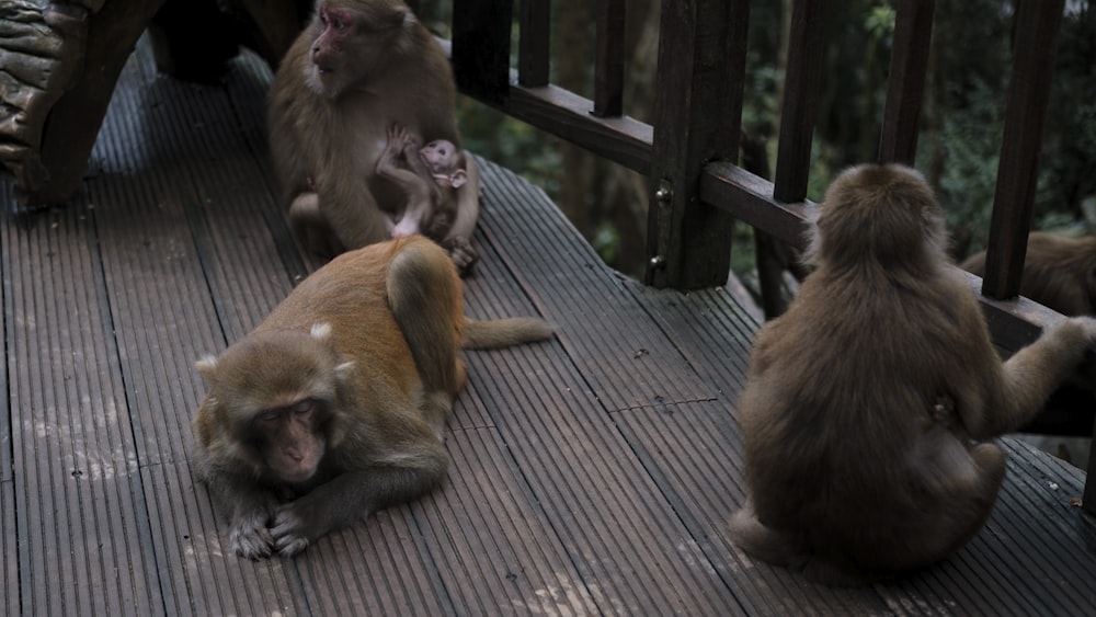 a group of monkeys sitting on a wooden deck