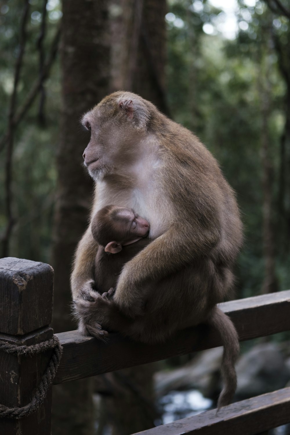 a monkey is sitting on a wooden fence