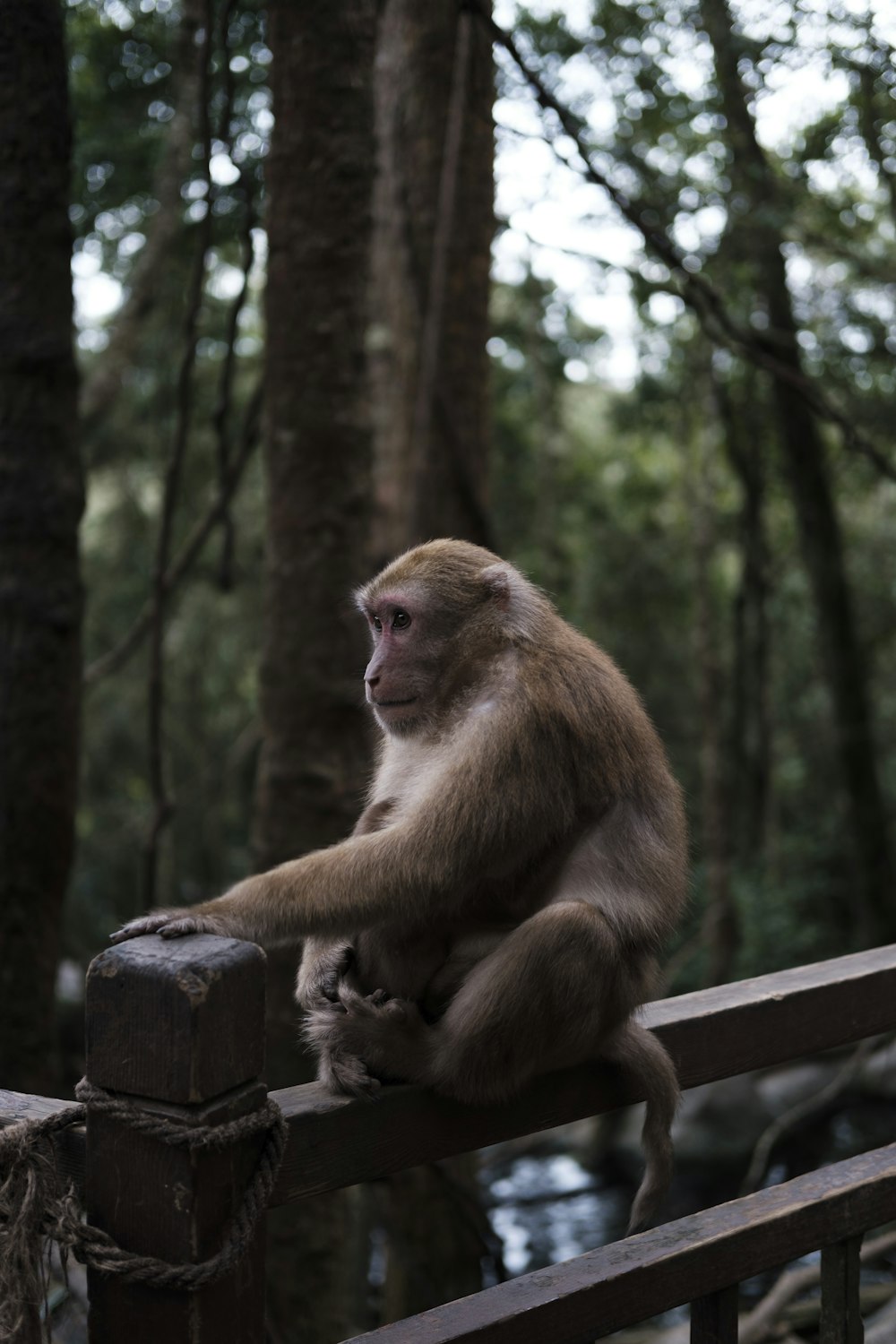 a monkey is sitting on a wooden fence