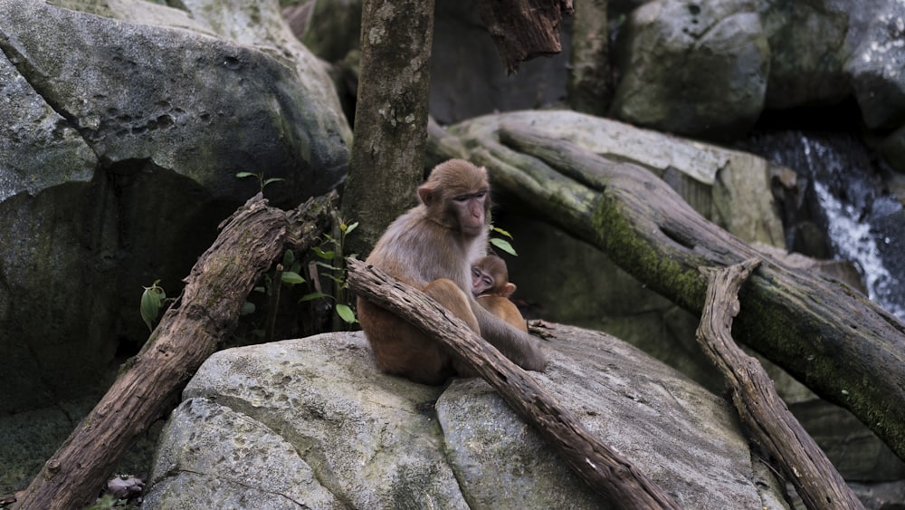 a monkey sitting on top of a rock next to a tree