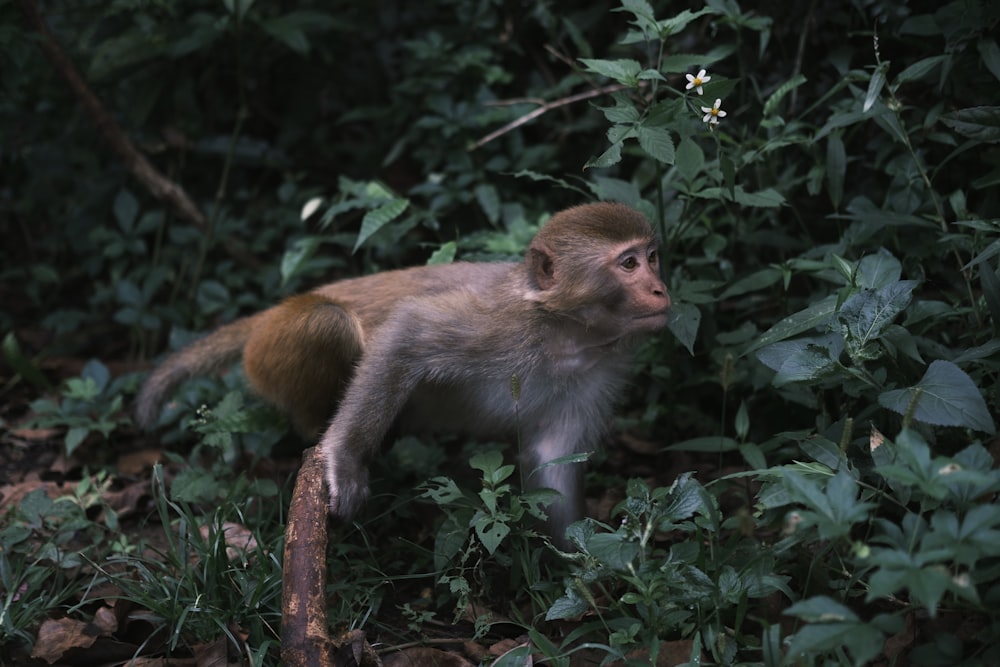 a small monkey walking through a lush green forest