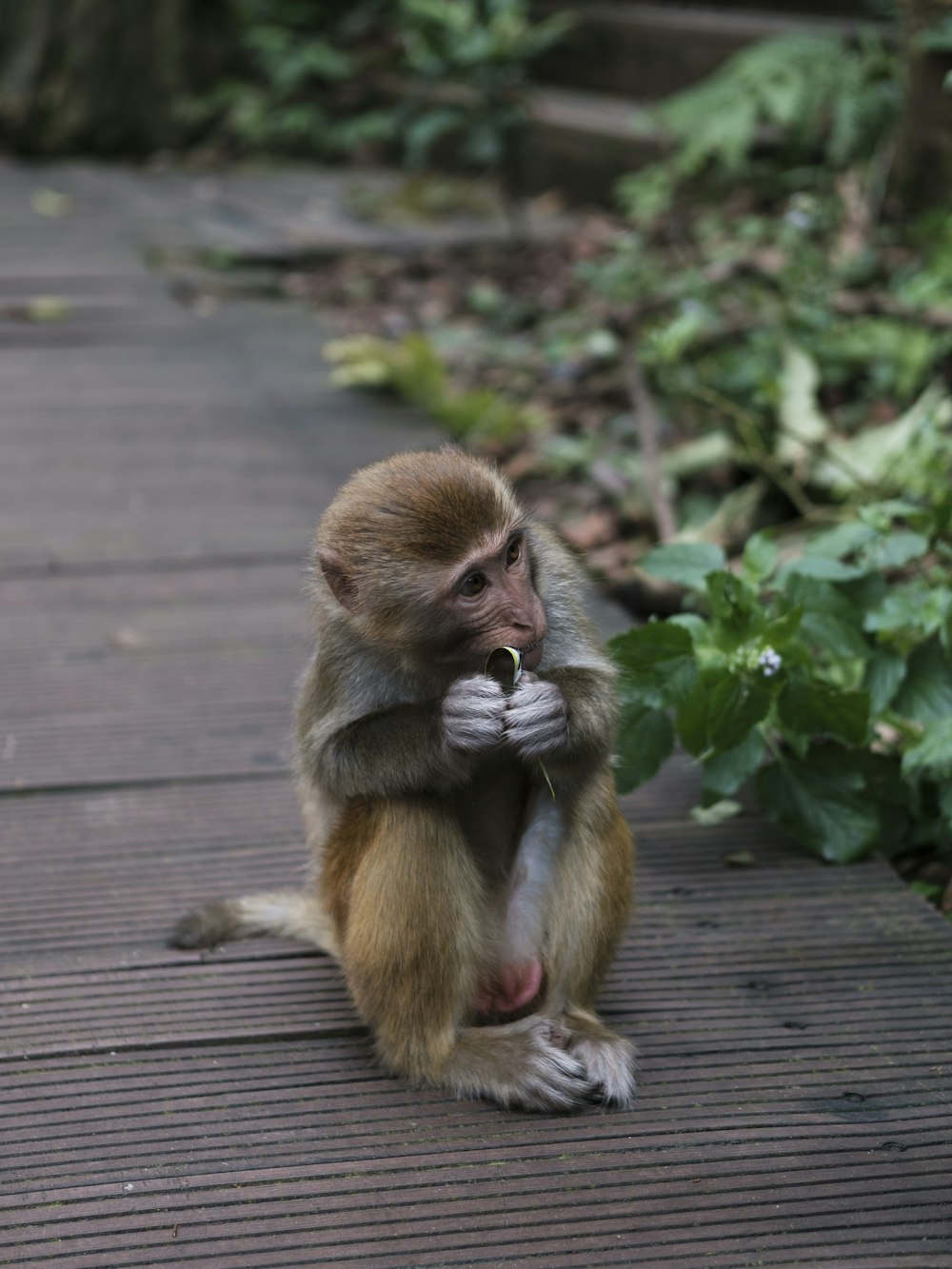 a monkey sitting on a wooden walkway eating something