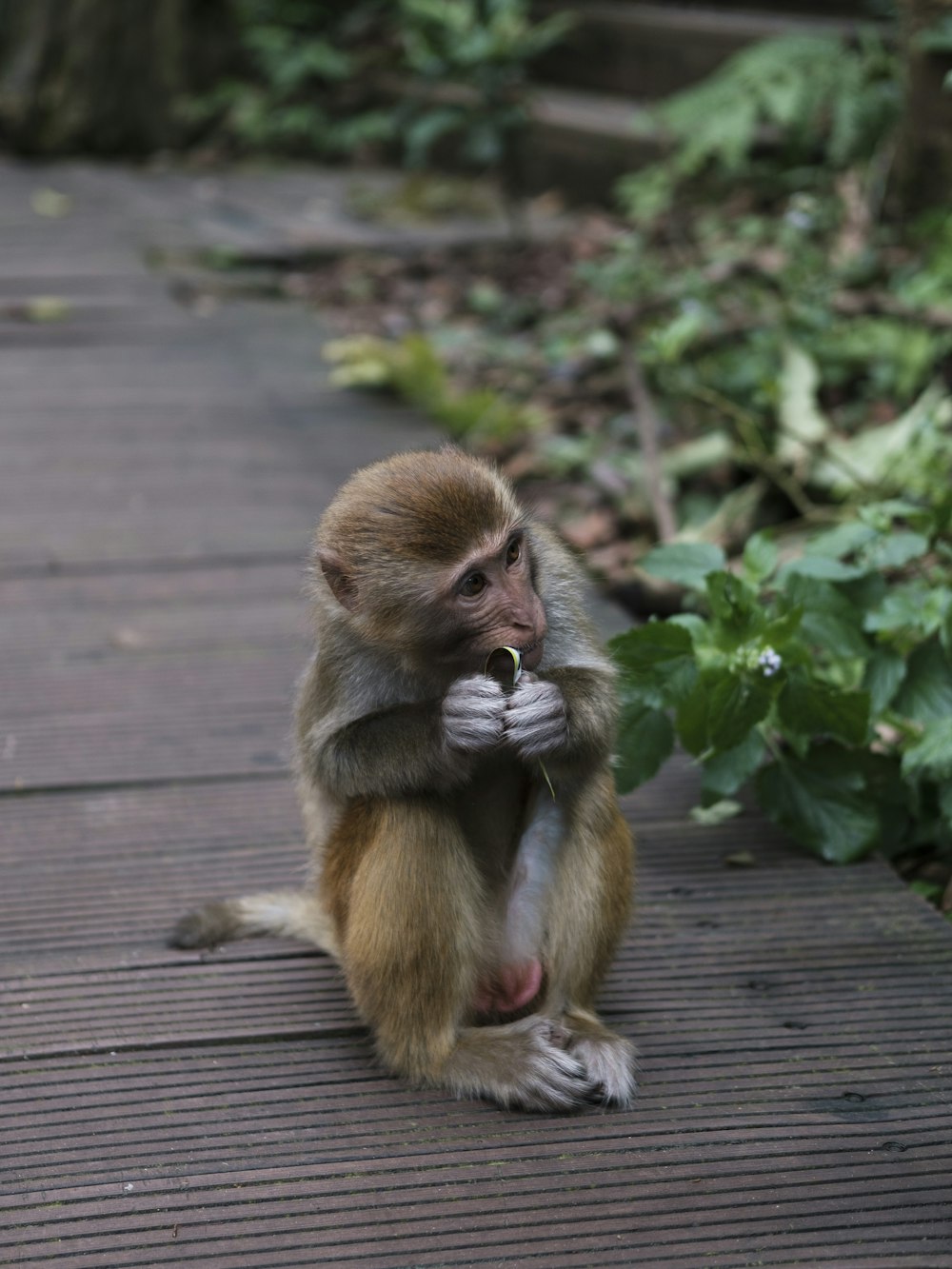 Un mono sentado en una pasarela de madera comiendo algo