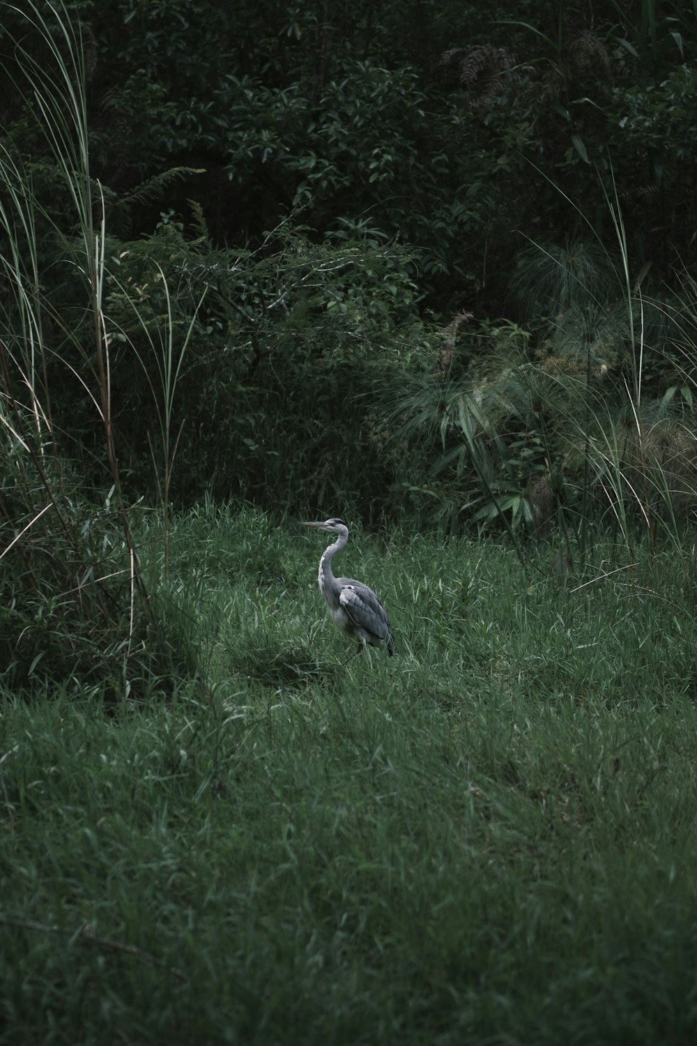 Un pájaro está parado en la hierba alta