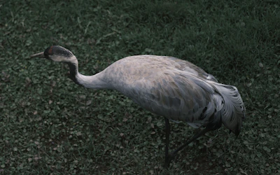 Close-up of a red-crowned crane perched gracefully beside a tall pine tree under soft natural light.