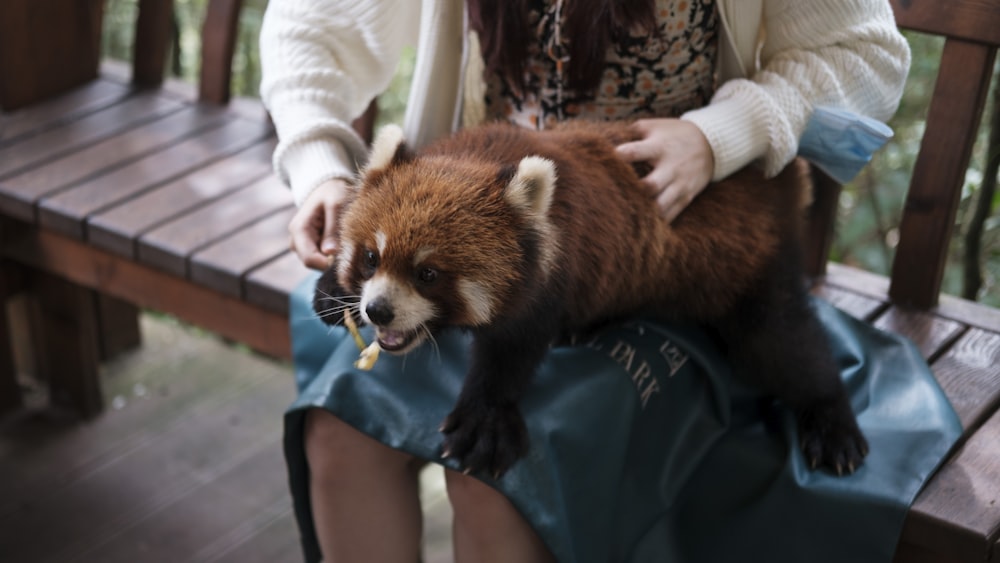 a woman is holding a small animal on her lap