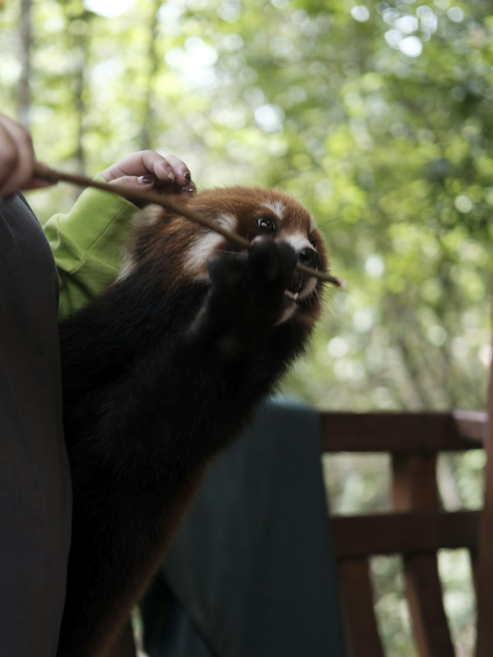 a person holding a stick with a small animal on it