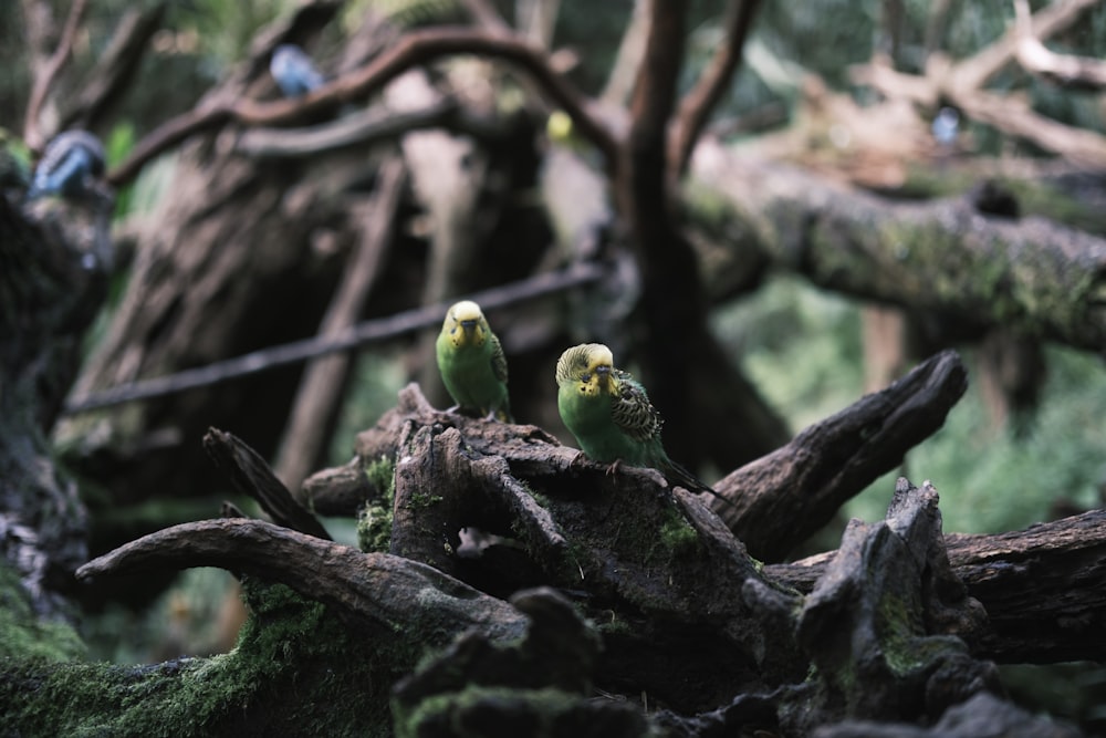 two small green birds perched on a tree branch