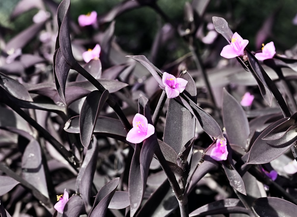 a bunch of purple flowers growing in a garden