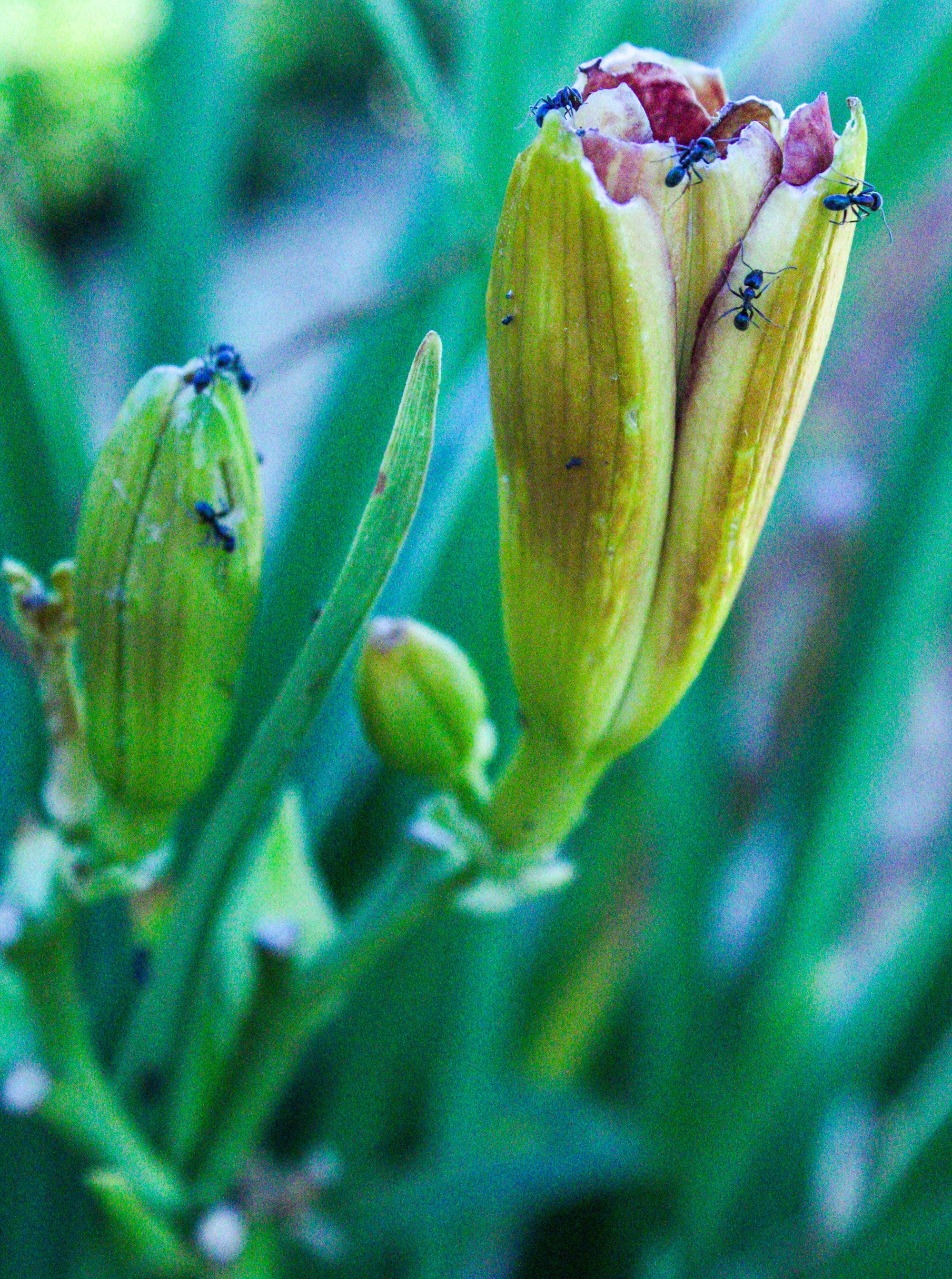 a close up of a flower with a bug on it