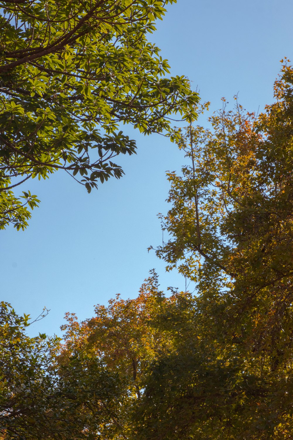 a view of the tops of trees from below