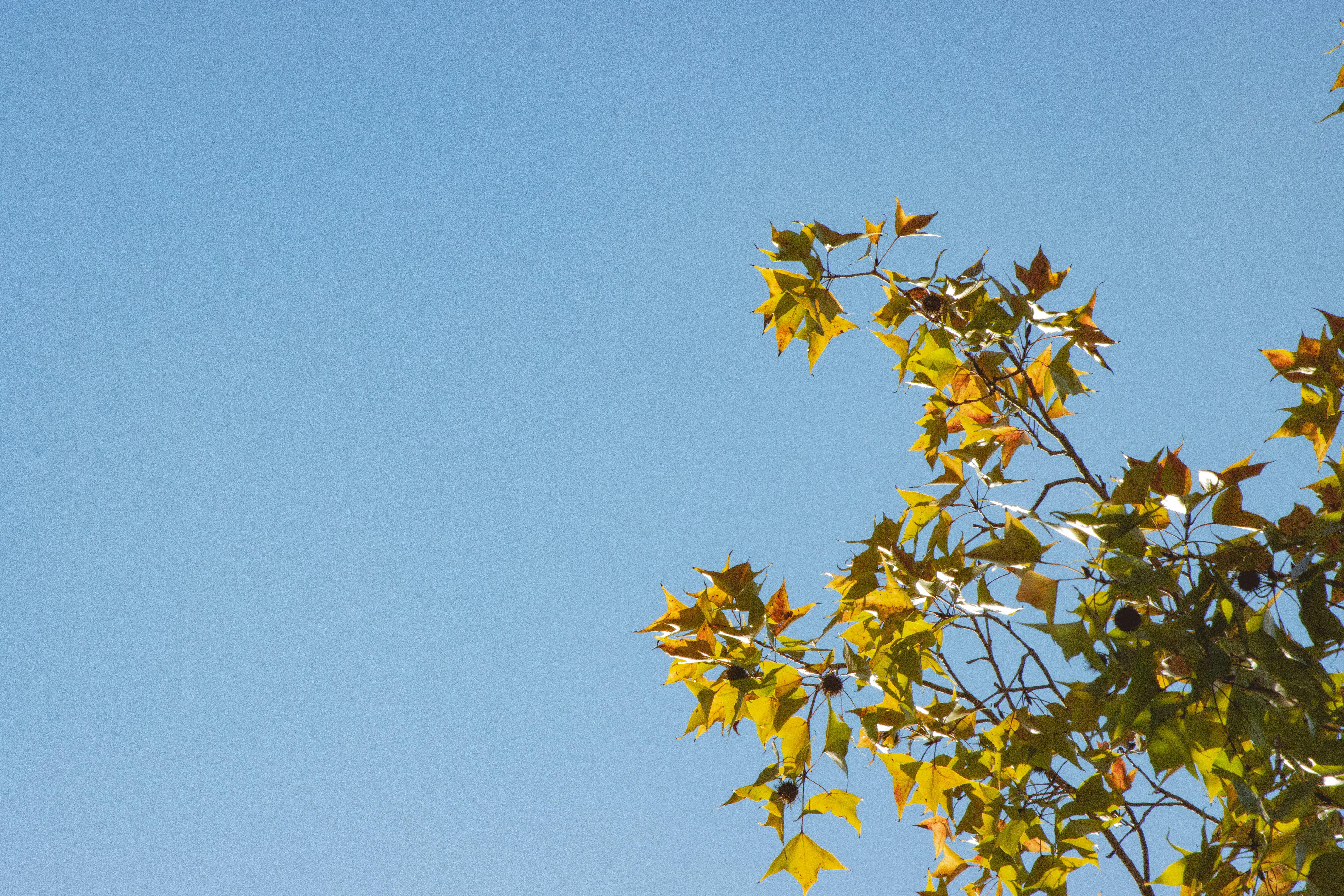 Photo by roberthsu1054