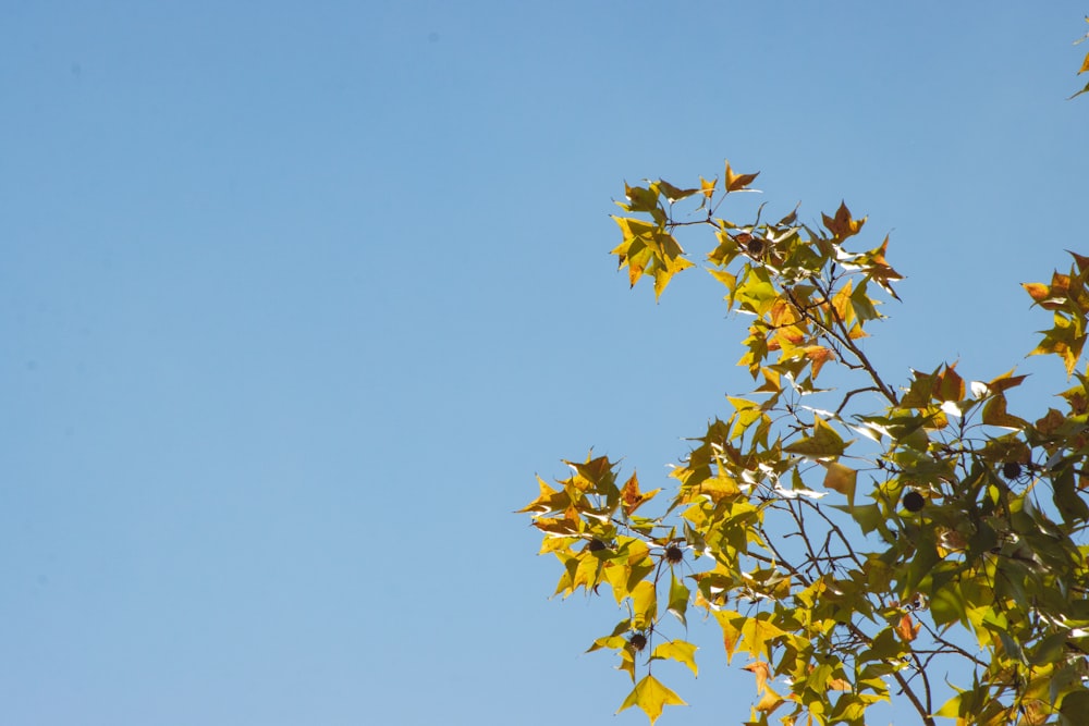 a tree branch with yellow leaves against a blue sky