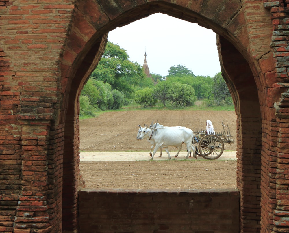 a white cow pulling a cart through a brick archway