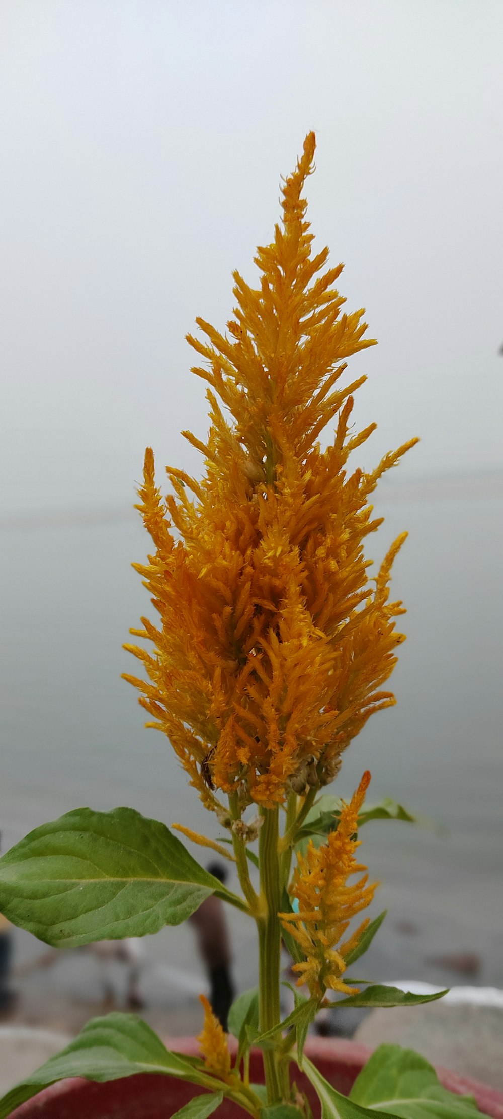 a close up of a plant with water in the background