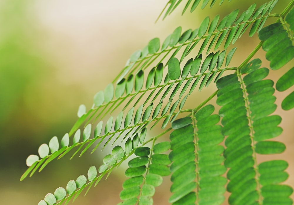 a close up of a green leaf on a tree