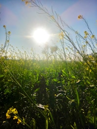 Herbal plants growing in a sunlit field representing natural wellness